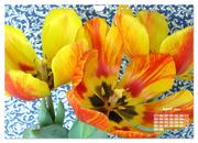 Tulpen, Tulips, Tulipes (Wandkalender 2024 DIN A4 quer), CALVENDO Monatskalender - Abbildung 6