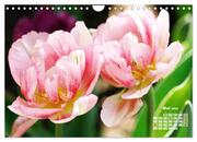 Tulpen, Tulips, Tulipes (Wandkalender 2024 DIN A4 quer), CALVENDO Monatskalender - Abbildung 7