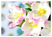 Tulpen, Tulips, Tulipes (Wandkalender 2024 DIN A4 quer), CALVENDO Monatskalender - Abbildung 8