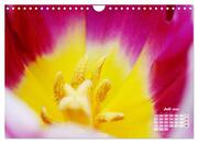 Tulpen, Tulips, Tulipes (Wandkalender 2024 DIN A4 quer), CALVENDO Monatskalender - Abbildung 9