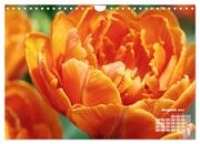Tulpen, Tulips, Tulipes (Wandkalender 2024 DIN A4 quer), CALVENDO Monatskalender - Abbildung 10