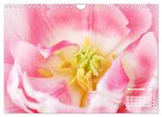 Tulpen, Tulips, Tulipes (Wandkalender 2024 DIN A4 quer), CALVENDO Monatskalender - Abbildung 11