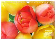 Tulpen, Tulips, Tulipes (Wandkalender 2024 DIN A4 quer), CALVENDO Monatskalender - Abbildung 12