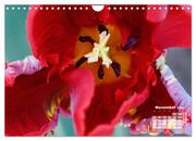 Tulpen, Tulips, Tulipes (Wandkalender 2024 DIN A4 quer), CALVENDO Monatskalender - Abbildung 13