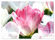 Tulpen, Tulips, Tulipes (Wandkalender 2024 DIN A4 quer), CALVENDO Monatskalender - Abbildung 14