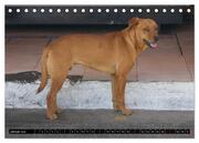 Straßenhunde 2024 (Tischkalender 2024 DIN A5 quer), CALVENDO Monatskalender - Abbildung 3