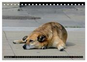 Straßenhunde 2024 (Tischkalender 2024 DIN A5 quer), CALVENDO Monatskalender - Abbildung 4