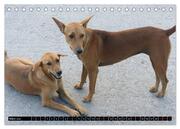 Straßenhunde 2024 (Tischkalender 2024 DIN A5 quer), CALVENDO Monatskalender - Abbildung 5