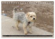 Straßenhunde 2024 (Tischkalender 2024 DIN A5 quer), CALVENDO Monatskalender - Abbildung 6