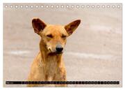 Straßenhunde 2024 (Tischkalender 2024 DIN A5 quer), CALVENDO Monatskalender - Abbildung 7