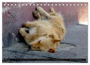 Straßenhunde 2024 (Tischkalender 2024 DIN A5 quer), CALVENDO Monatskalender - Abbildung 8