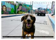Straßenhunde 2024 (Tischkalender 2024 DIN A5 quer), CALVENDO Monatskalender - Abbildung 10