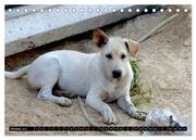 Straßenhunde 2024 (Tischkalender 2024 DIN A5 quer), CALVENDO Monatskalender - Abbildung 12