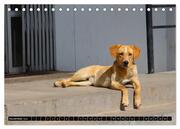 Straßenhunde 2024 (Tischkalender 2024 DIN A5 quer), CALVENDO Monatskalender - Abbildung 13