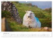 Schafe - Weich und wollig (hochwertiger Premium Wandkalender 2024 DIN A2 quer), Kunstdruck in Hochglanz - Abbildung 2