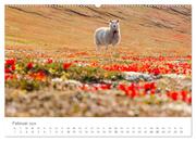 Schafe - Weich und wollig (hochwertiger Premium Wandkalender 2024 DIN A2 quer), Kunstdruck in Hochglanz - Abbildung 3