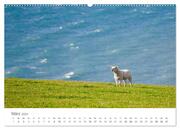 Schafe - Weich und wollig (hochwertiger Premium Wandkalender 2024 DIN A2 quer), Kunstdruck in Hochglanz - Abbildung 4