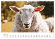 Schafe - Weich und wollig (hochwertiger Premium Wandkalender 2024 DIN A2 quer), Kunstdruck in Hochglanz - Abbildung 5