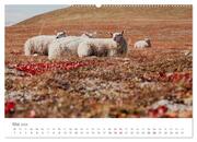 Schafe - Weich und wollig (hochwertiger Premium Wandkalender 2024 DIN A2 quer), Kunstdruck in Hochglanz - Abbildung 6