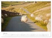 Schafe - Weich und wollig (hochwertiger Premium Wandkalender 2024 DIN A2 quer), Kunstdruck in Hochglanz - Abbildung 8