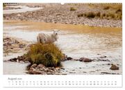 Schafe - Weich und wollig (hochwertiger Premium Wandkalender 2024 DIN A2 quer), Kunstdruck in Hochglanz - Abbildung 9
