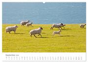 Schafe - Weich und wollig (hochwertiger Premium Wandkalender 2024 DIN A2 quer), Kunstdruck in Hochglanz - Abbildung 10