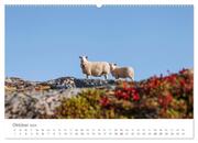 Schafe - Weich und wollig (hochwertiger Premium Wandkalender 2024 DIN A2 quer), Kunstdruck in Hochglanz - Abbildung 11