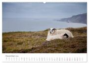 Schafe - Weich und wollig (hochwertiger Premium Wandkalender 2024 DIN A2 quer), Kunstdruck in Hochglanz - Abbildung 13