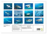 Hai: Raubtier der Meere (hochwertiger Premium Wandkalender 2024 DIN A2 quer), Kunstdruck in Hochglanz - Abbildung 1