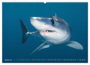 Hai: Raubtier der Meere (hochwertiger Premium Wandkalender 2024 DIN A2 quer), Kunstdruck in Hochglanz - Abbildung 2