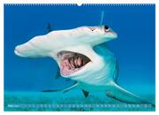 Hai: Raubtier der Meere (hochwertiger Premium Wandkalender 2024 DIN A2 quer), Kunstdruck in Hochglanz - Abbildung 4