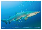 Hai: Raubtier der Meere (hochwertiger Premium Wandkalender 2024 DIN A2 quer), Kunstdruck in Hochglanz - Abbildung 5