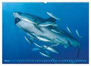 Hai: Raubtier der Meere (hochwertiger Premium Wandkalender 2024 DIN A2 quer), Kunstdruck in Hochglanz - Abbildung 6