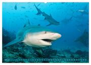 Hai: Raubtier der Meere (hochwertiger Premium Wandkalender 2024 DIN A2 quer), Kunstdruck in Hochglanz - Abbildung 8