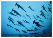 Hai: Raubtier der Meere (hochwertiger Premium Wandkalender 2024 DIN A2 quer), Kunstdruck in Hochglanz - Abbildung 9
