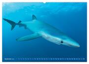Hai: Raubtier der Meere (hochwertiger Premium Wandkalender 2024 DIN A2 quer), Kunstdruck in Hochglanz - Abbildung 10