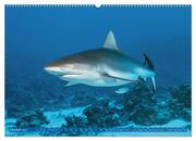 Hai: Raubtier der Meere (hochwertiger Premium Wandkalender 2024 DIN A2 quer), Kunstdruck in Hochglanz - Abbildung 11