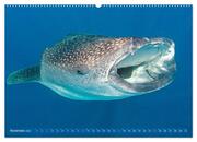 Hai: Raubtier der Meere (hochwertiger Premium Wandkalender 2024 DIN A2 quer), Kunstdruck in Hochglanz - Abbildung 12