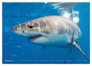 Hai: Raubtier der Meere (hochwertiger Premium Wandkalender 2024 DIN A2 quer), Kunstdruck in Hochglanz - Abbildung 13
