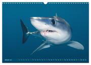 Hai: Raubtier der Meere (Wandkalender 2024 DIN A3 quer), CALVENDO Monatskalender - Abbildung 3
