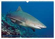 Hai: Raubtier der Meere (Wandkalender 2024 DIN A3 quer), CALVENDO Monatskalender - Abbildung 4