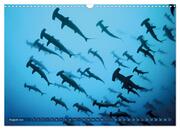 Hai: Raubtier der Meere (Wandkalender 2024 DIN A3 quer), CALVENDO Monatskalender - Abbildung 10
