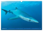 Hai: Raubtier der Meere (Wandkalender 2024 DIN A3 quer), CALVENDO Monatskalender - Abbildung 11
