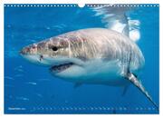 Hai: Raubtier der Meere (Wandkalender 2024 DIN A3 quer), CALVENDO Monatskalender - Abbildung 14