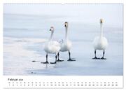 Finnland: eine tierische Entdeckungsreise (Wandkalender 2024 DIN A2 quer), CALVENDO Monatskalender - Abbildung 4
