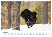 Finnland: eine tierische Entdeckungsreise (Wandkalender 2024 DIN A2 quer), CALVENDO Monatskalender - Abbildung 5