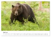 Finnland: eine tierische Entdeckungsreise (Wandkalender 2024 DIN A2 quer), CALVENDO Monatskalender - Abbildung 6