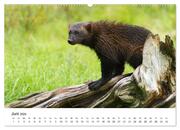 Finnland: eine tierische Entdeckungsreise (Wandkalender 2024 DIN A2 quer), CALVENDO Monatskalender - Abbildung 8