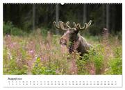Finnland: eine tierische Entdeckungsreise (Wandkalender 2024 DIN A2 quer), CALVENDO Monatskalender - Abbildung 10