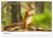 Finnland: eine tierische Entdeckungsreise (Wandkalender 2024 DIN A2 quer), CALVENDO Monatskalender - Abbildung 11
